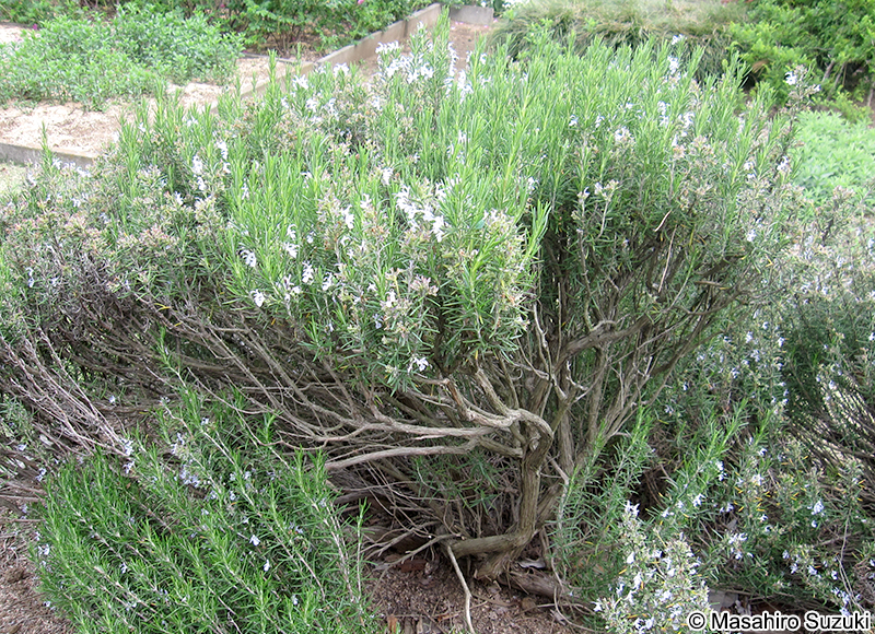 ホワイトローズマリー