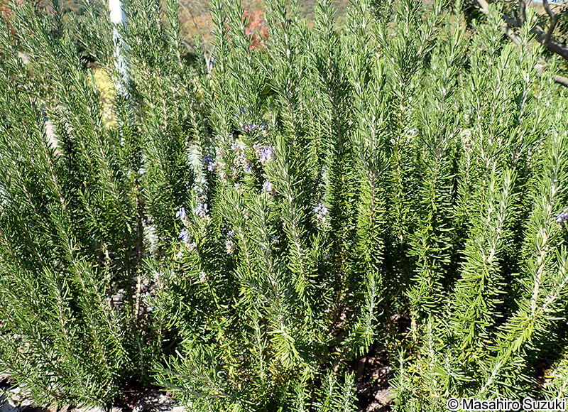 ローズマリー 'フォータ・ブルー' Salvia rosmarinus 'Fota Blue'