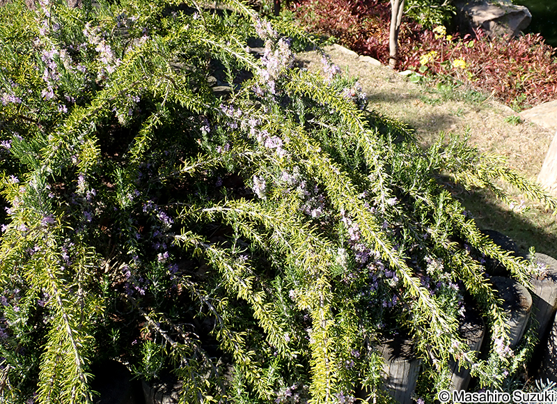 ローズマリー 'マジョルカ・ピンク' Salvia rosmarinus 'Majorca Pink'