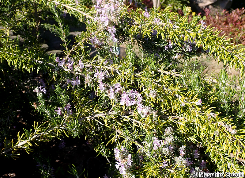 ローズマリー 'マジョルカ・ピンク' Salvia rosmarinus 'Majorca Pink'