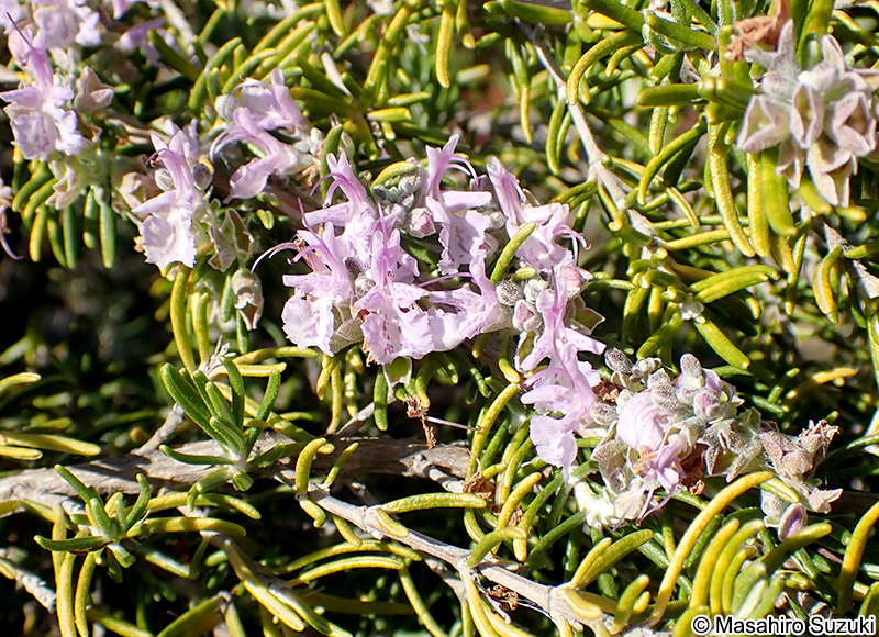 ローズマリー 'マジョルカ・ピンク' Salvia rosmarinus 'Majorca Pink'