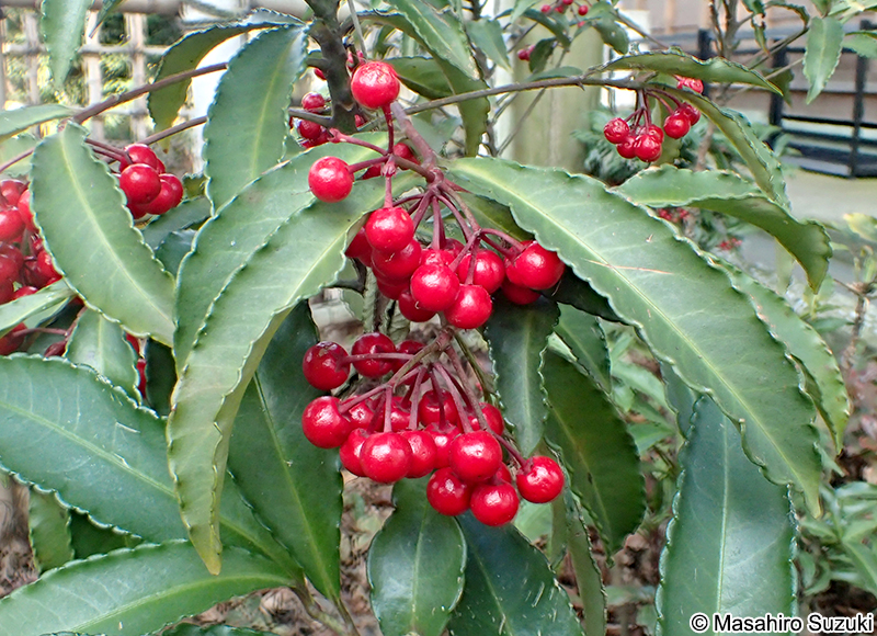 マンリョウ Ardisia crenata
