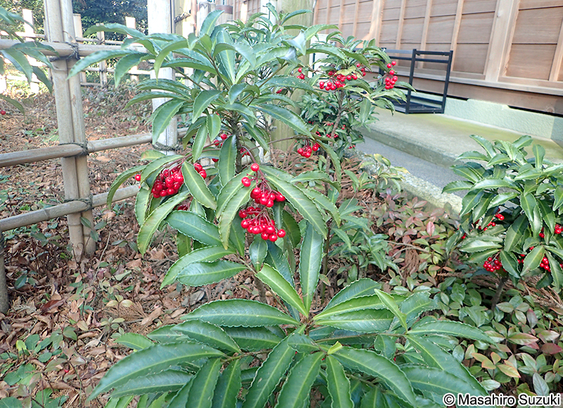 マンリョウ Ardisia crenata
