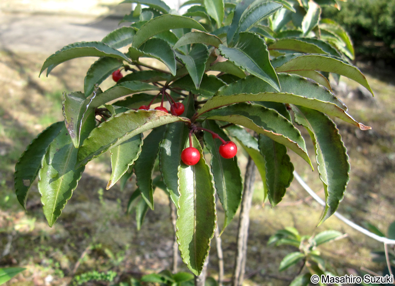 マンリョウ Ardisia crenata