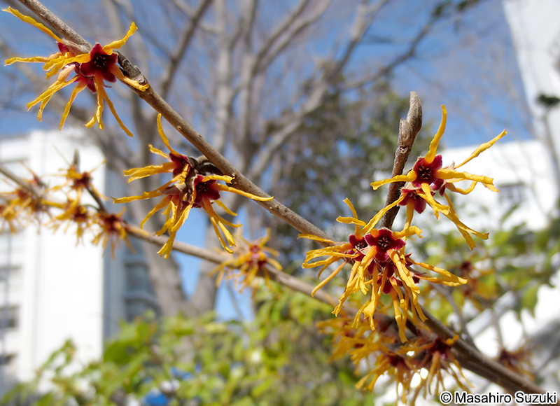 マンサク Hamamelis japonica