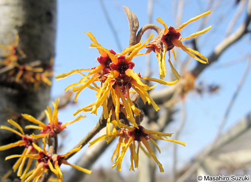 マンサク Hamamelis japonica