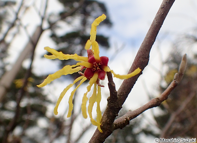 マンサク Hamamelis japonica