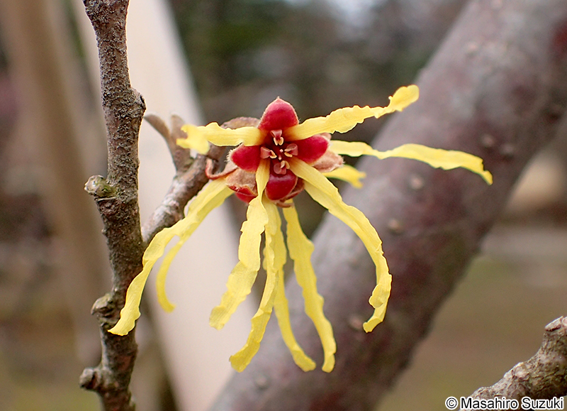 マンサク Hamamelis japonica