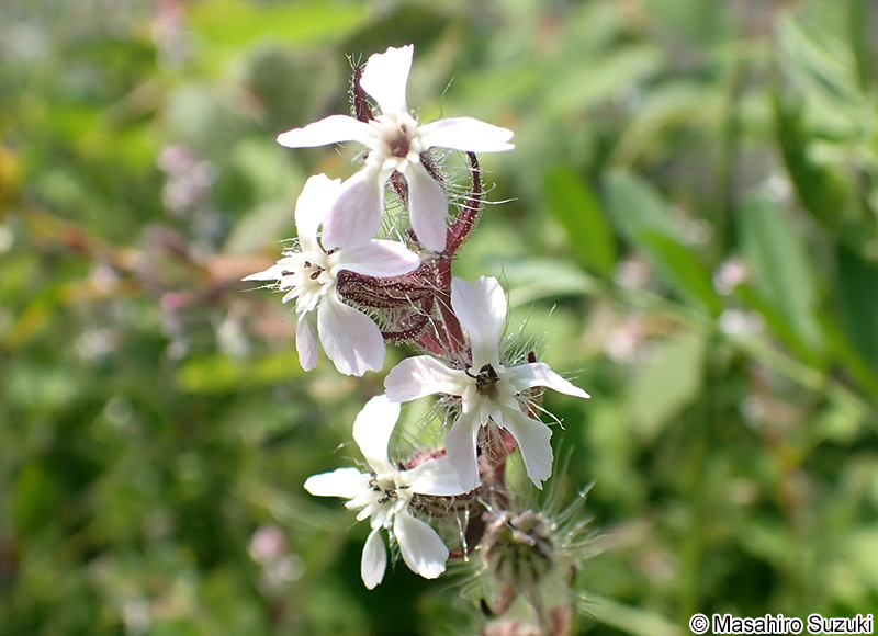 シロバナマンテマ Silene gallica var. gallica
