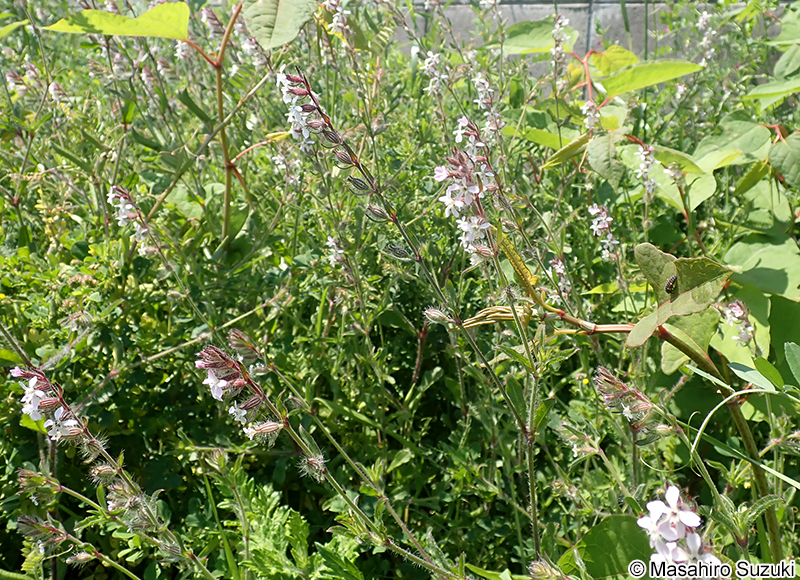 シロバナマンテマ Silene gallica var. gallica