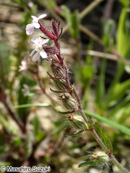 シロバナマンテマ Silene gallica var. gallica