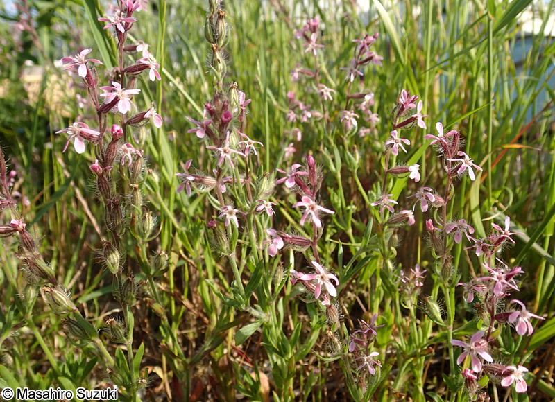 シロバナマンテマ Silene gallica var. gallica