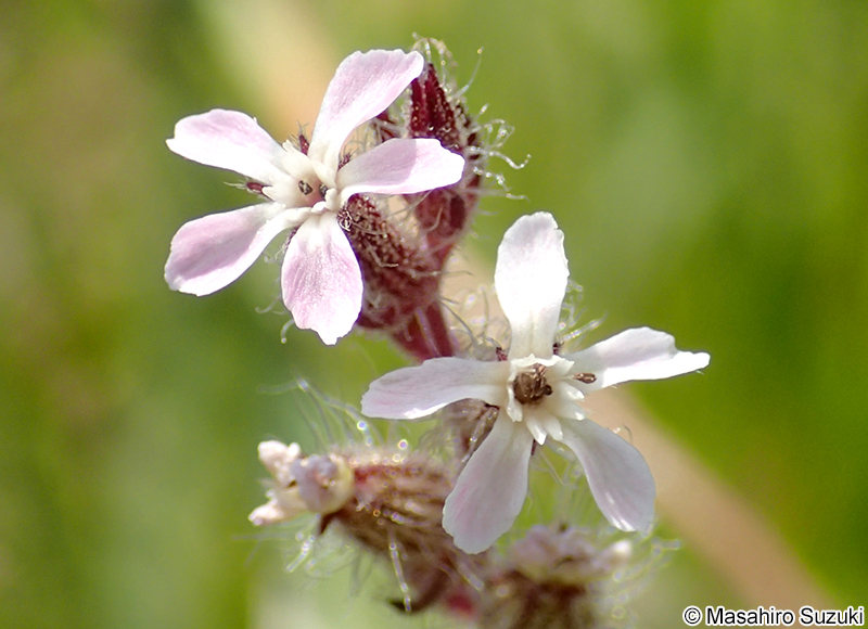 シロバナマンテマ Silene gallica var. gallica