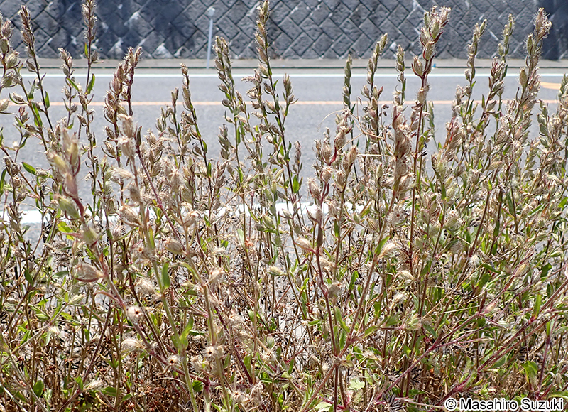 シロバナマンテマの果実
