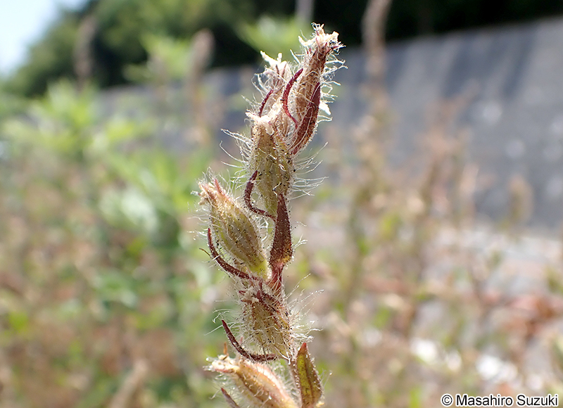 シロバナマンテマの果実