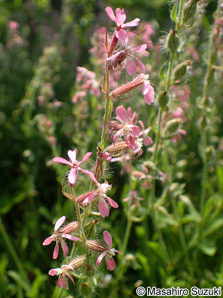 シロバナマンテマ Silene gallica var. gallica