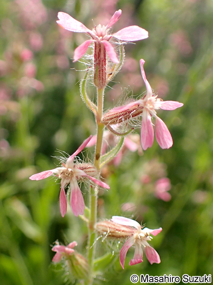 シロバナマンテマ Silene gallica var. gallica