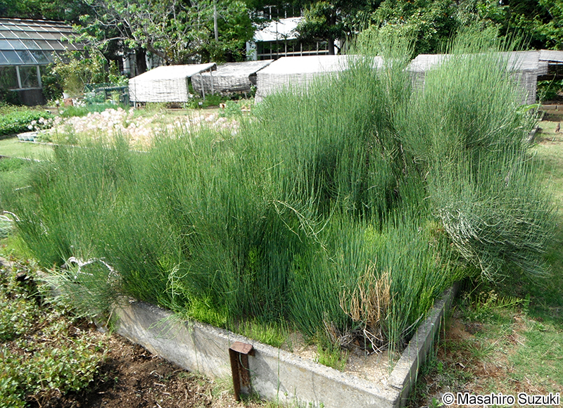 シナマオウ Ephedra sinica