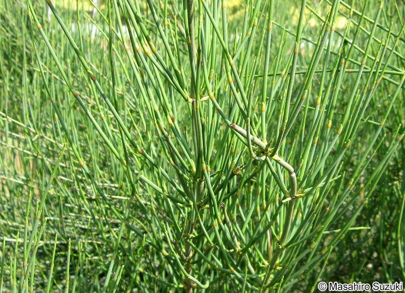 シナマオウ Ephedra sinica