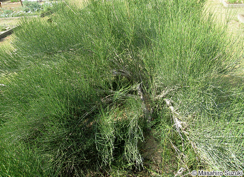 シナマオウ Ephedra sinica