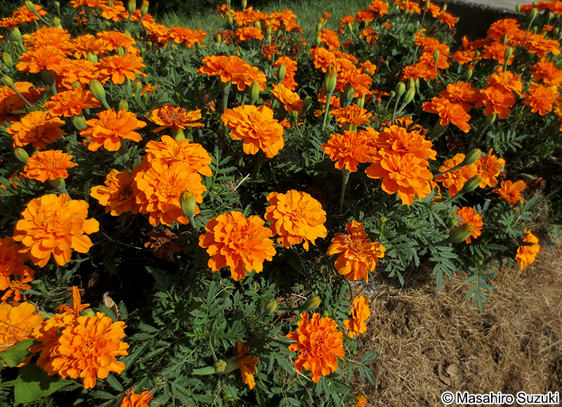 フレンチマリーゴールド Tagetes patula