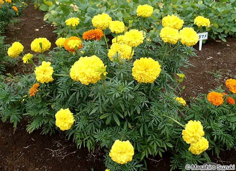 フレンチマリーゴールド Tagetes patula