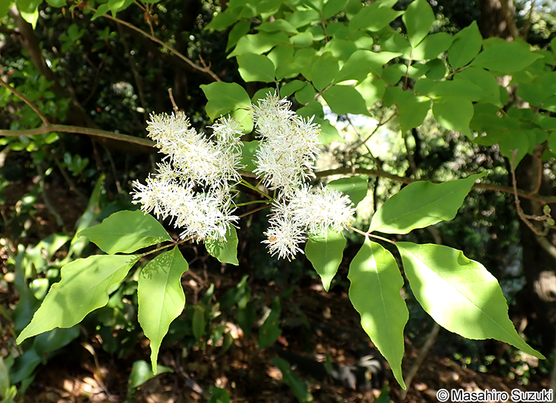 マルバアオダモ Fraxinus sieboldiana
