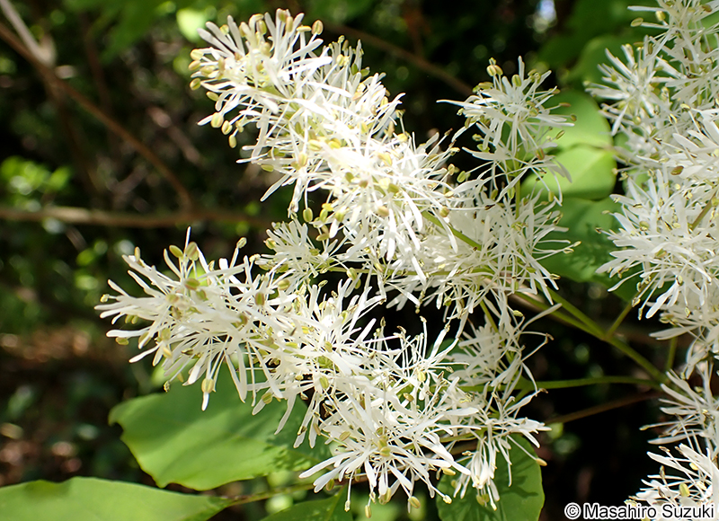 マルバアオダモ Fraxinus sieboldiana