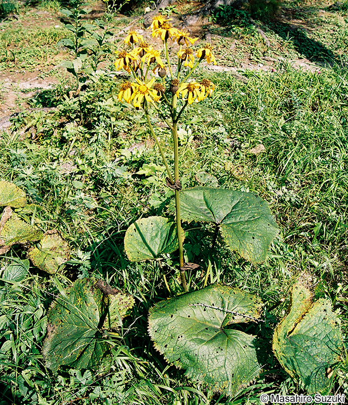 マルバダケブキ Ligularia clivorum