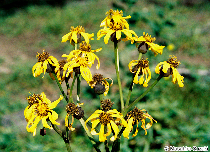 マルバダケブキ Ligularia clivorum