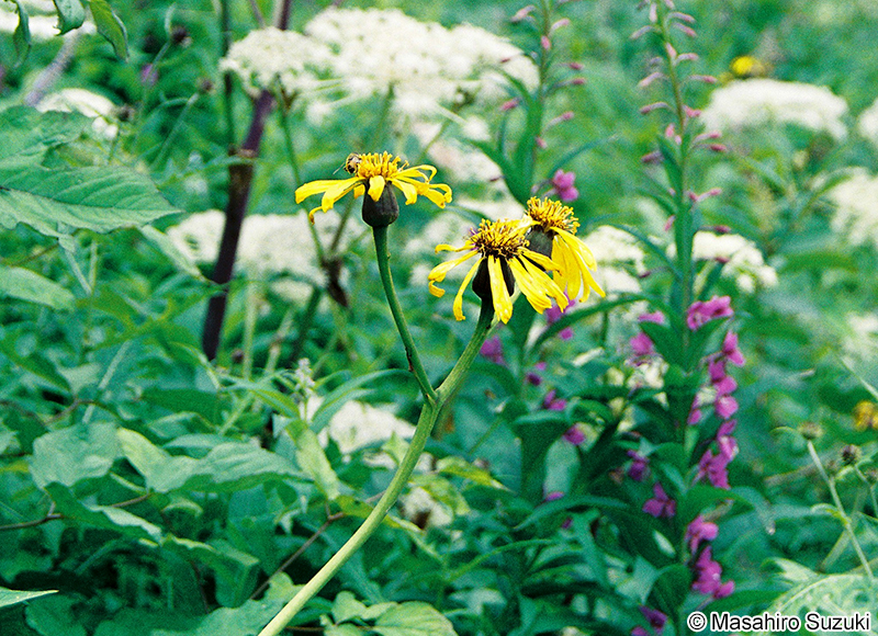 マルバダケブキ Ligularia clivorum