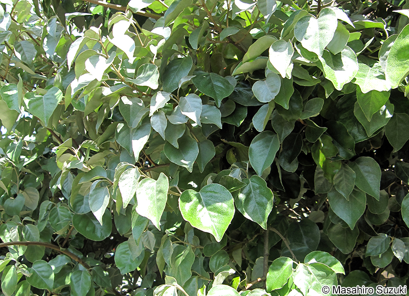 オオバグミ（マルバグミ） Elaeagnu macrophylla