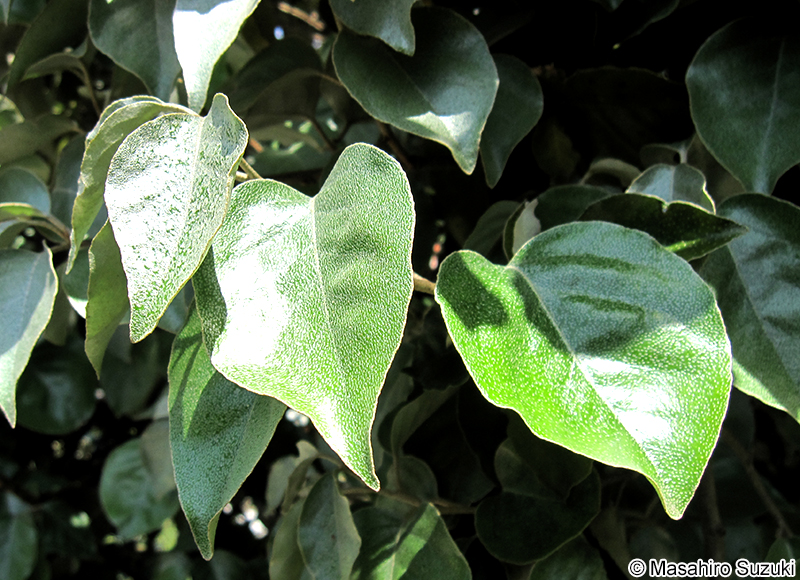 オオバグミ（マルバグミ） Elaeagnu macrophylla