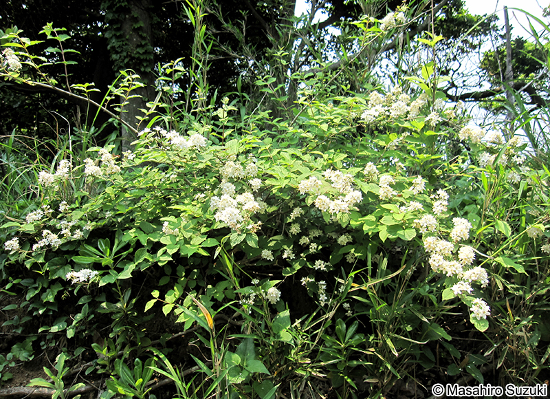 マルバウツギ Deutzia scabra