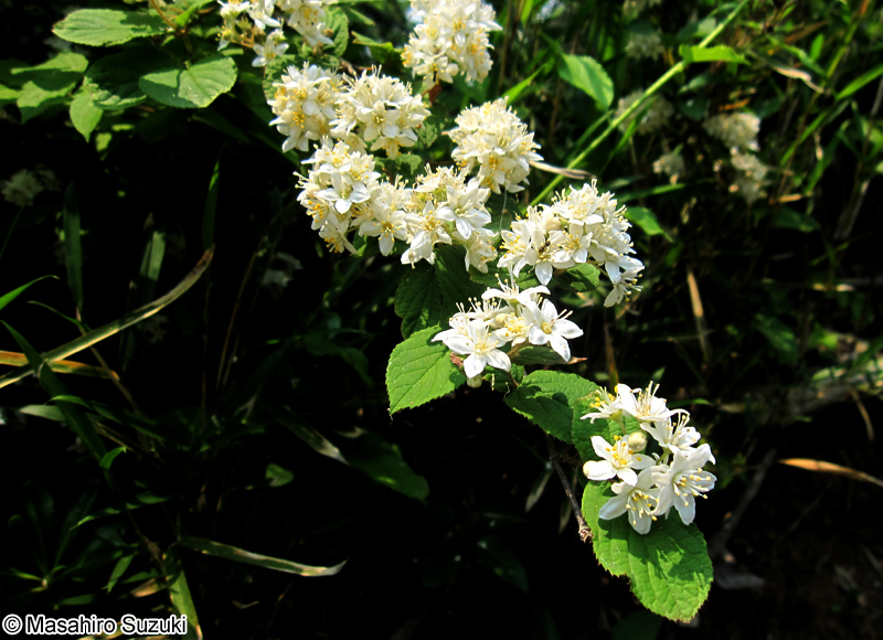 マルバウツギ Deutzia scabra