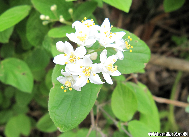 マルバウツギ Deutzia scabra
