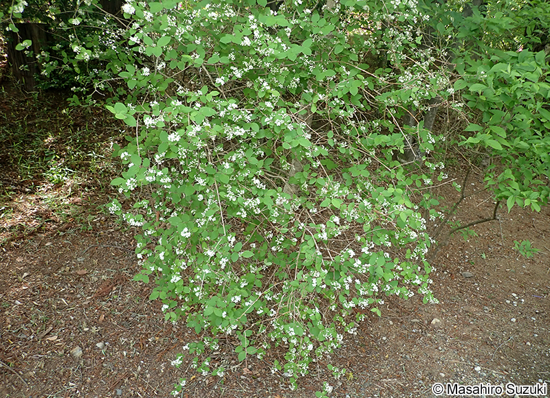 マルバウツギ Deutzia scabra