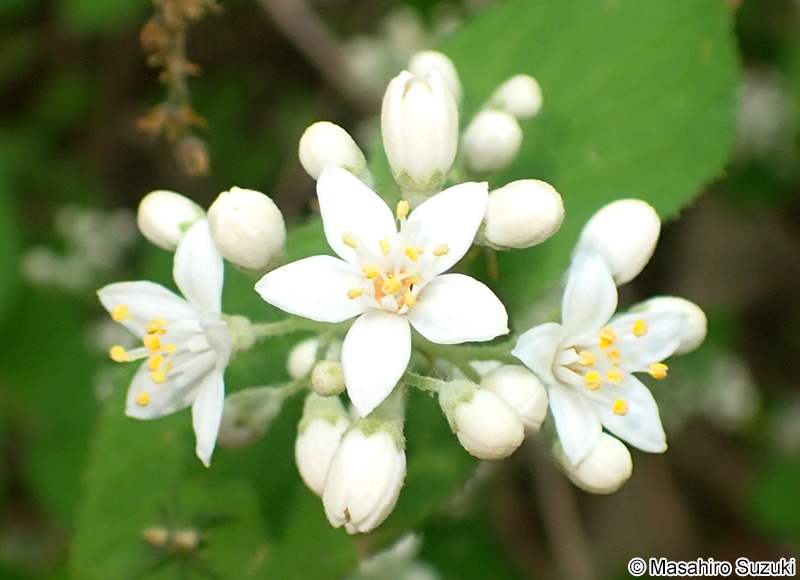 マルバウツギ Deutzia scabra