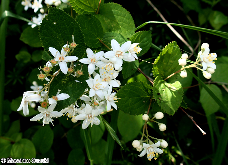 マルバウツギ Deutzia scabra