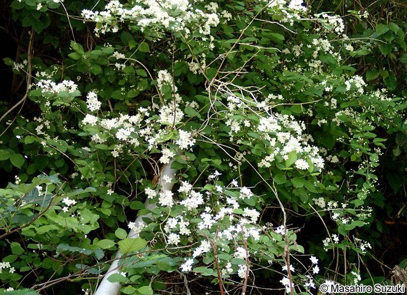 マルバウツギ Deutzia scabra