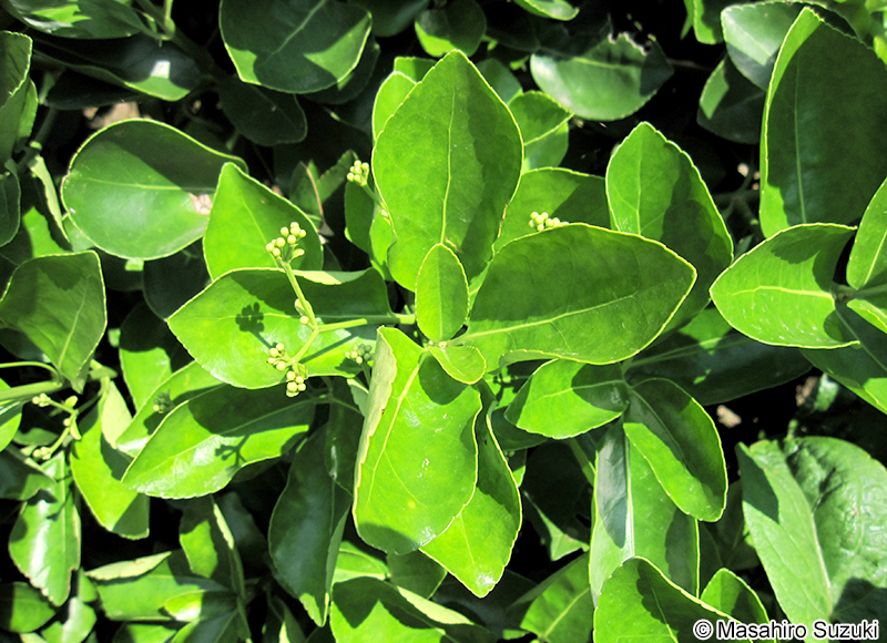 マサキ Euonymus japonicus