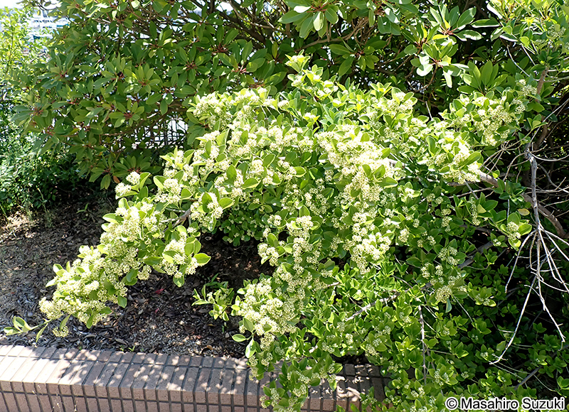 マサキ Euonymus japonicus