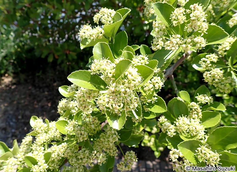 マサキ Euonymus japonicus