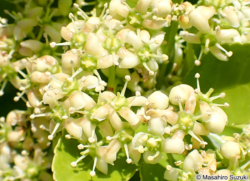 マサキ Euonymus japonicus