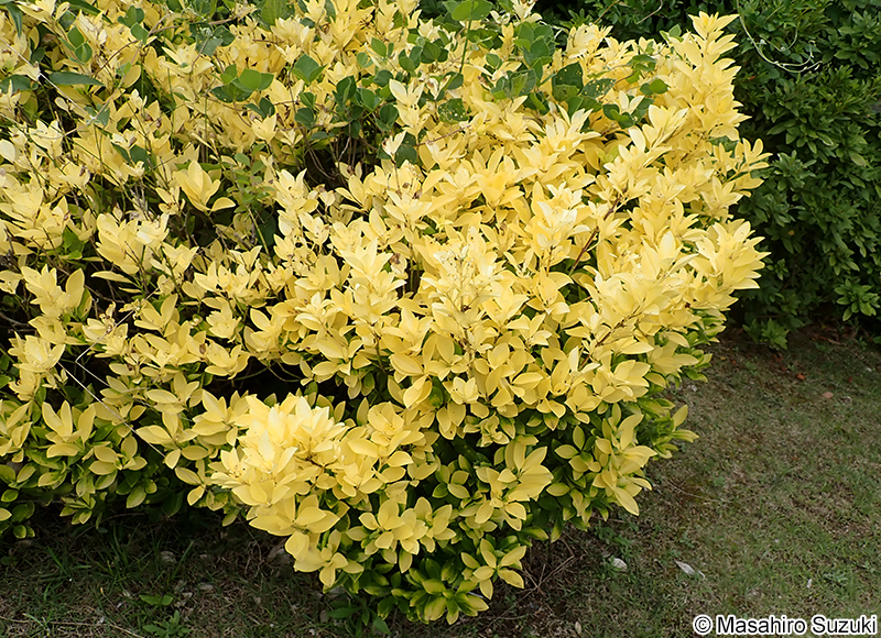 オウゴンマサキ Euonymus japonicus 'Aurea'