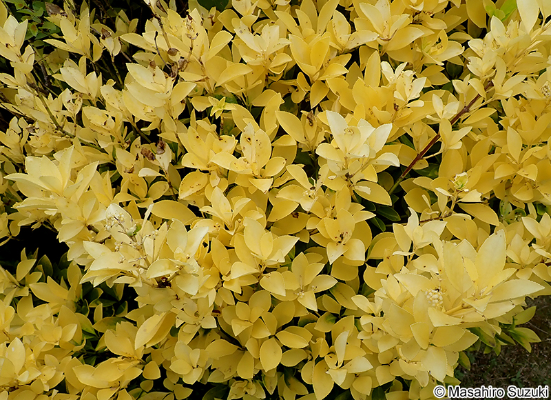 オウゴンマサキ Euonymus japonicus 'Aurea'