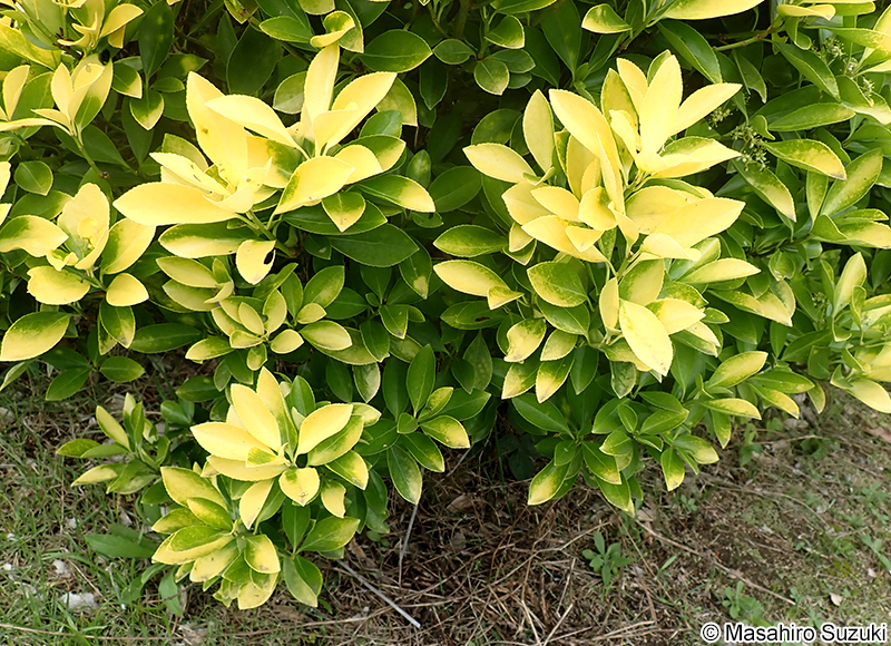 オウゴンマサキ Euonymus japonicus 'Aurea'