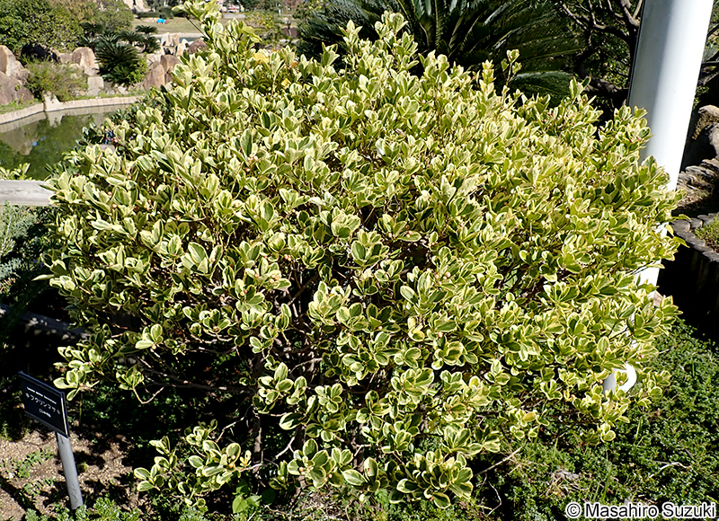 キフクリンマサキ Euonymus japonicus 'Aureovariegatus'