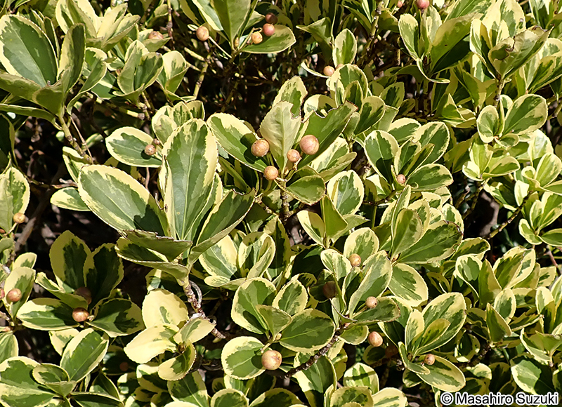 キフクリンマサキ Euonymus japonicus 'Aureovariegatus'