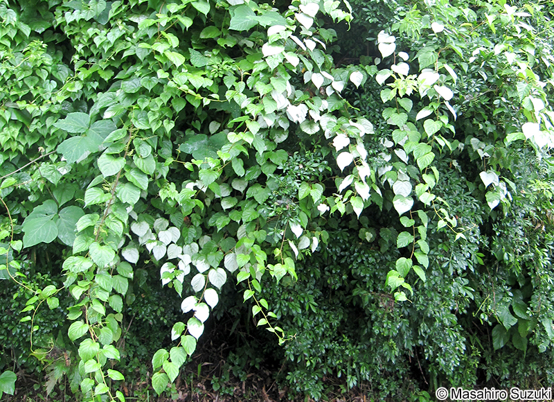 マタタビ Actinidia polygama